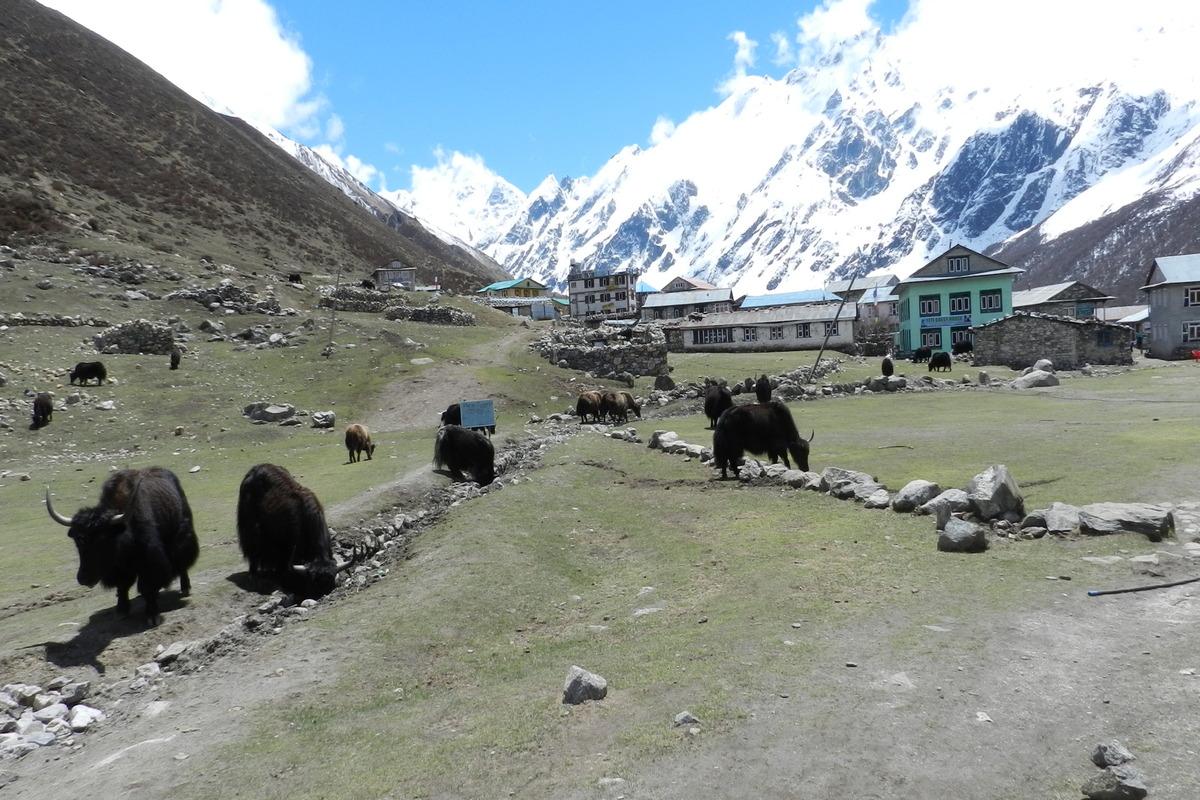kyanjin-gompa
