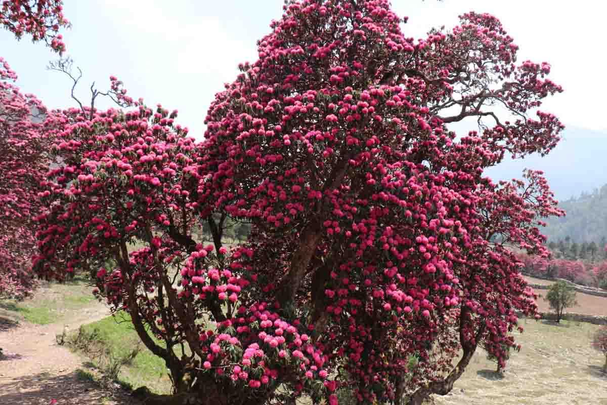 rhododendron-flower-nepal