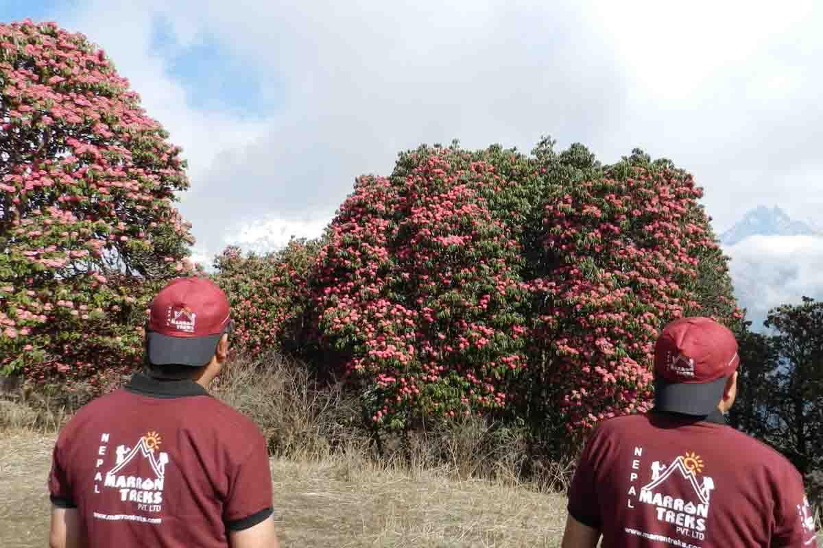 rhododendron-tre-in-nepal